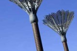 Nikau Palms