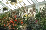 Plants in Begonia House.