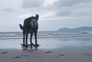 Dog with stick on a beach.