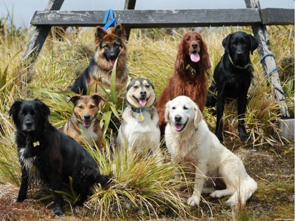 Six dogs sitting on a hill.