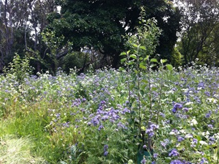 Buddy plants surrounding a young fruit tree.