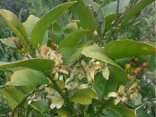 Citrus flowers.