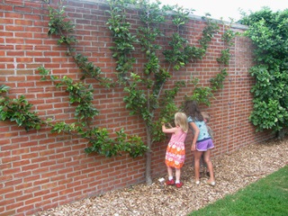 Three children stand next to an espaliered tree, photo by Jim Eden.