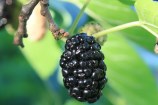 A black mulberry, with leaves around it.