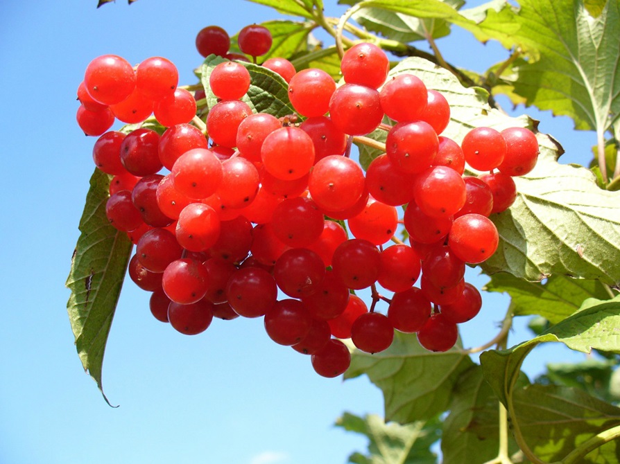 A bunch of cranberries.