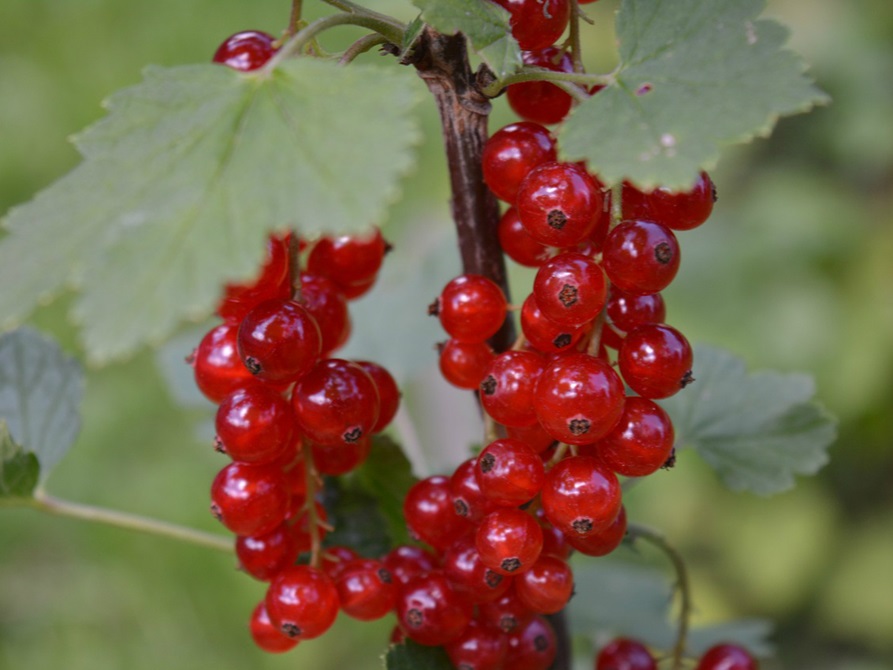 Bright red currants on the tree.