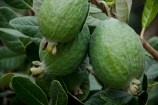 Three feijoa on the tree - photo by Jocelyn Kinghorn.