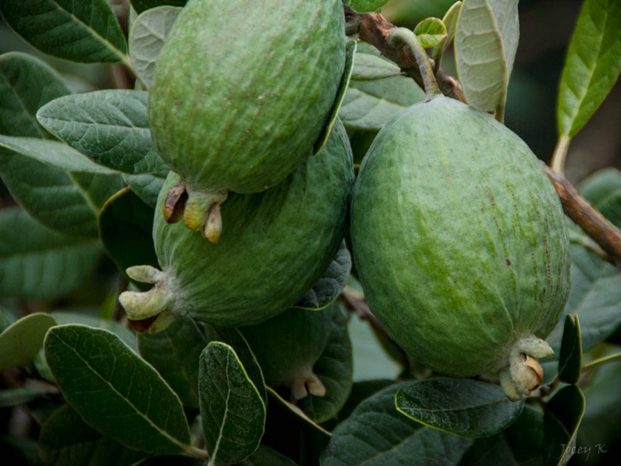 Three feijoa on the tree - photo by Jocelyn Kinghorn.