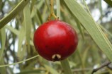 A bright, round strawberry guava.