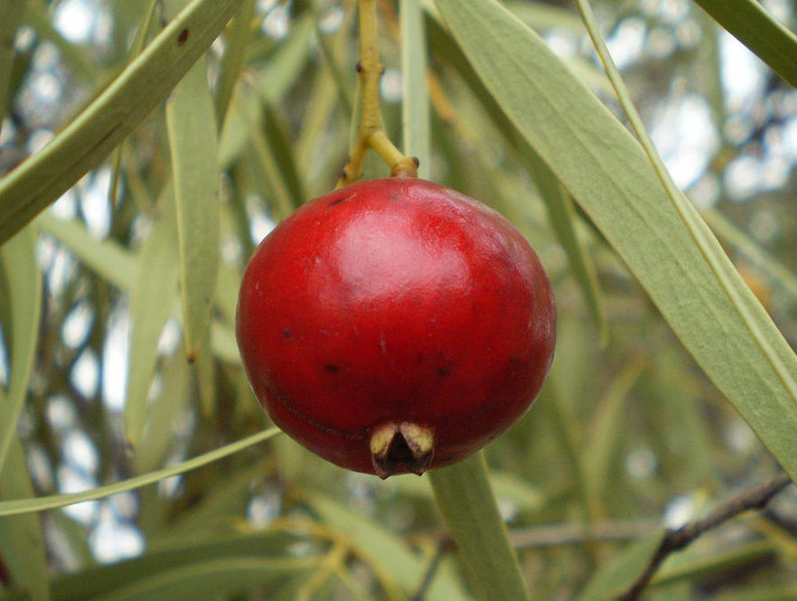 A bright, round strawberry guava.