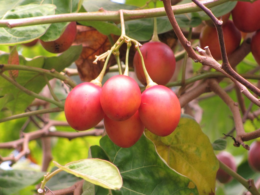 A bunch of tamarilloes, photo by Malcolm Manners.