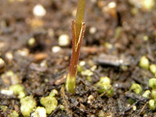 A young tree that has been grafted to rootstock - image by Scot Nelson.