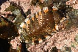 Sypharochiton sinclairi is a colourful chiton (type of marine mollusc).