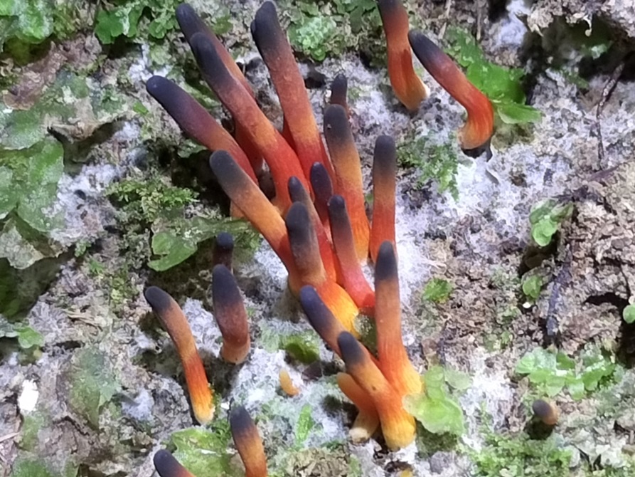 Orange and black club fungus.