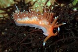 A spikey sea slug called the nudibranch Phidiana milleri.