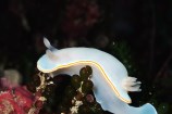 The sea slug Goniobranchus aureomarginatus.