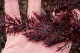 Close up of a hand holding red algae.