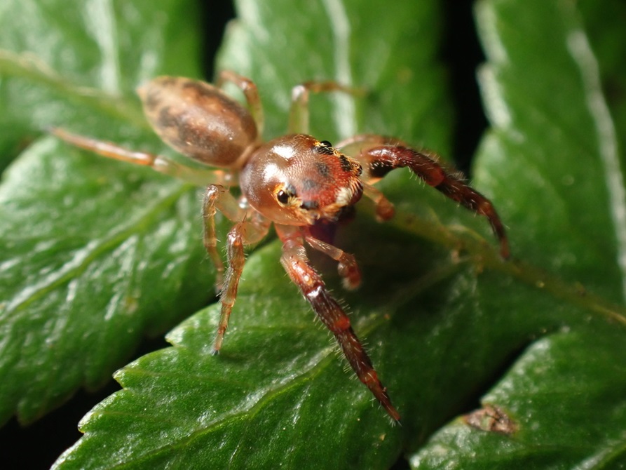 Close up of a brown jumping spider on a leaf.