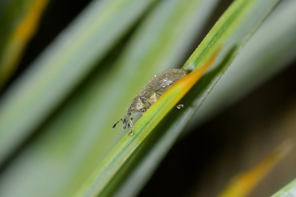 Close up of a weevil on a leaf.