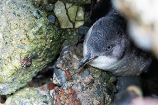 Kororā penguin.