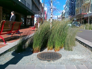 A garden designed to filter water in lower Cuba Street.