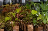 Seedlings grown by Berhampore nursery, as giveways at Mahau launch. 