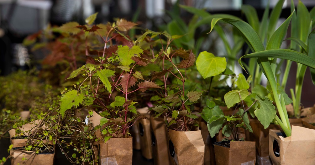 Seedlings grown by Berhampore nursery, as giveways at Mahau launch. 