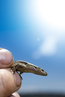 Image of skink in sun on Cobham Drive