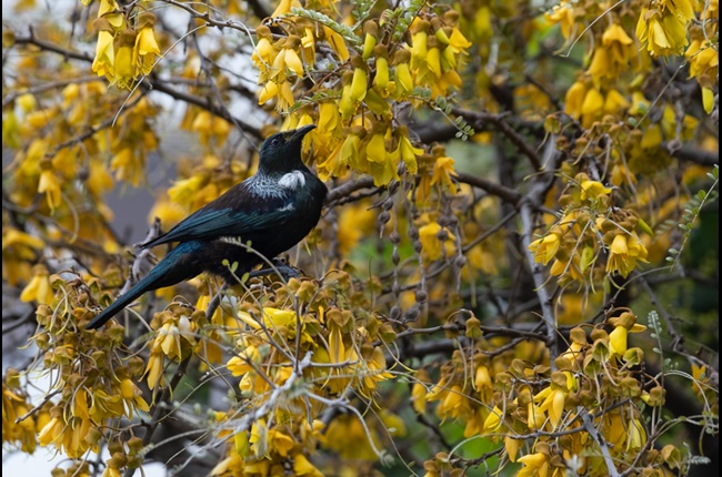 Friday Five: Native manu to spot around Pōneke