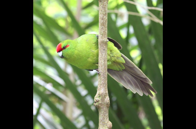 Doing the lockdown dance at Zealandia