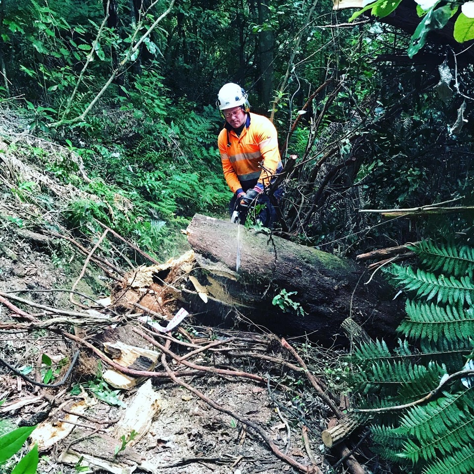 Senior Arborist Ryan Hopps has spent the last two years working at Wellington City Council.