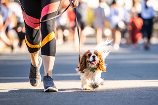 Otto the dog getting some exercise.