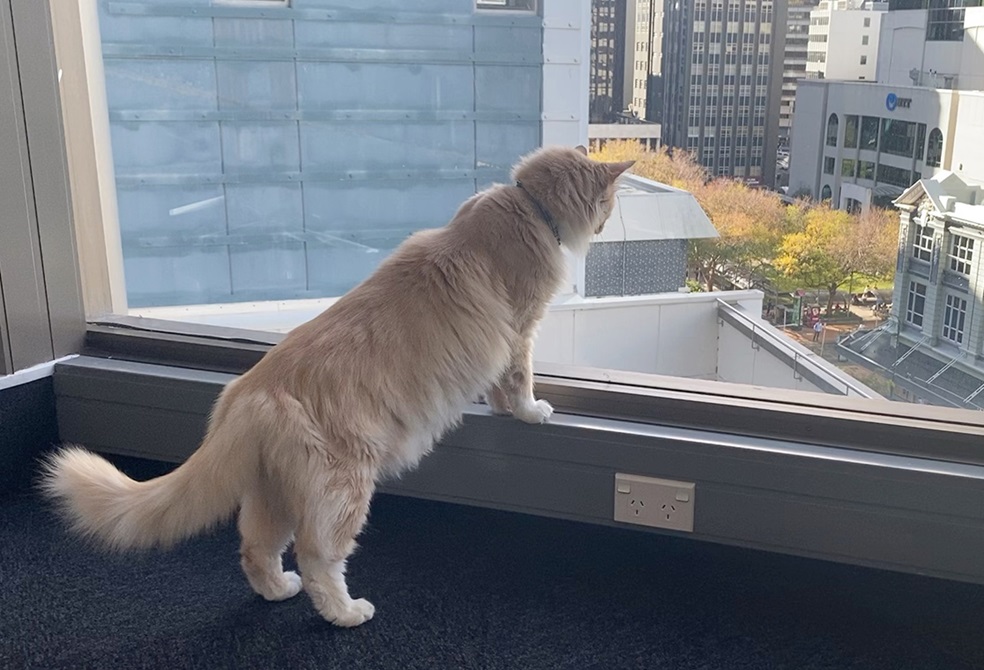 Mittens the cat looks out of a window over Lambton Quay in Wellington.