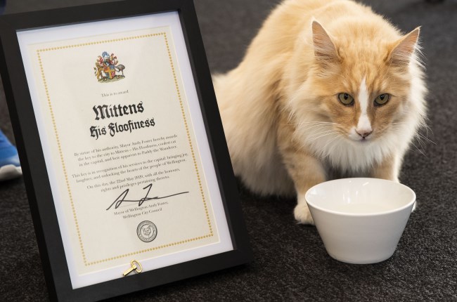 Feline groovy: Mittens unlocks more hearts with Key to the City