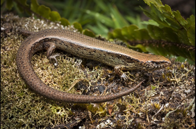 Ngaio Gorge lizards on the move