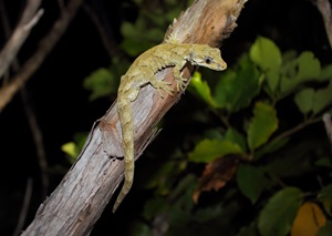 A green ngahere gecko, a New Zealand species that is considered at risk and declining, pictured on a tree branch.
