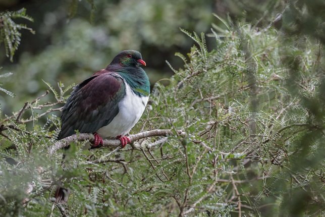 Image of a kererū in a tree credit to Tony Stoddard