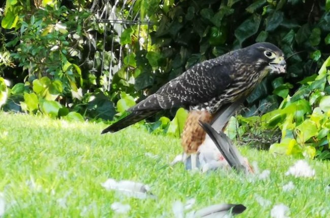 Joint efforts see native birds flock to city