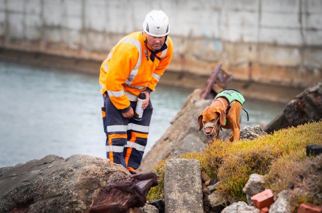 Daily checks help keep kororā safe