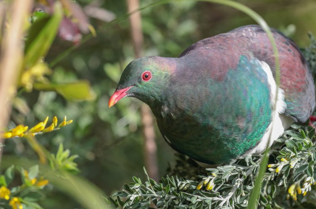 Wellington kererū numbers flying high