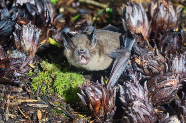 Rare parasitic plant coming to the capital