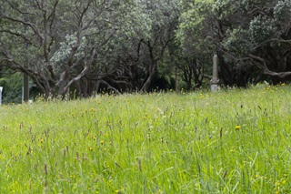 Long grass ready to be mowed.