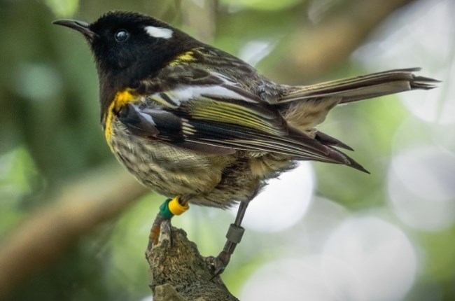 Council is all a twitter about the Bird of the Year