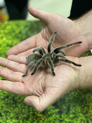 Dave Laux holds Rosie the Chilean rose tarantula. 
