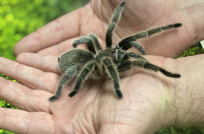 Learning to love tarantulas and scorpions
