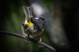 A hihi in a tree.