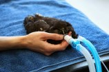 Wellington Zoo vet team affix new tail feathers to a little ruru at The Nest Te Kōhanga.