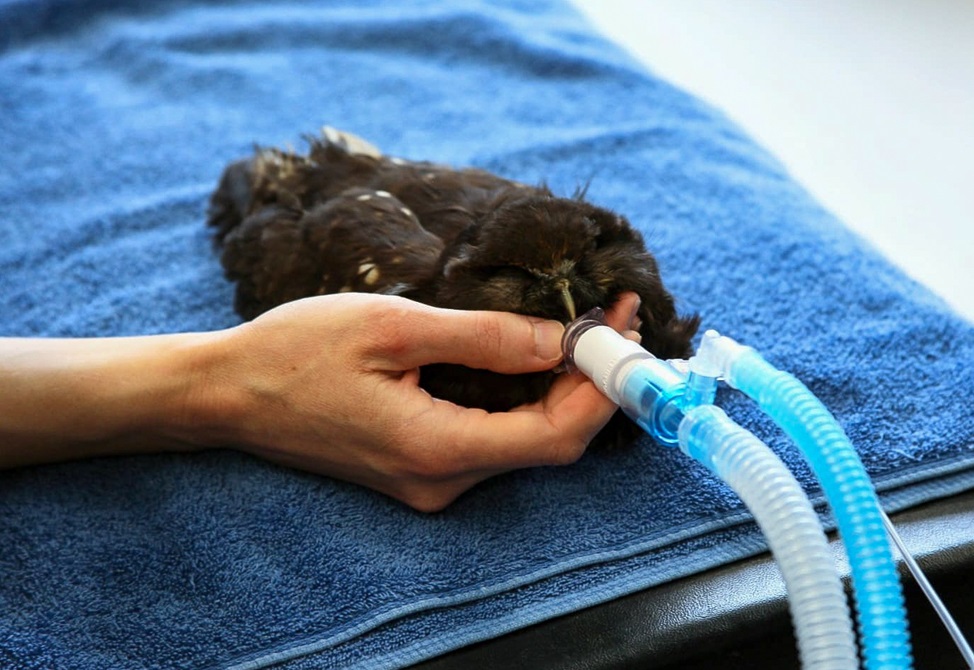 Wellington Zoo vet team affix new tail feathers to a little ruru at The Nest Te Kōhanga.