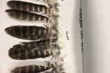 The feathers were numbered so the vet team knew exactly where each one went. 
