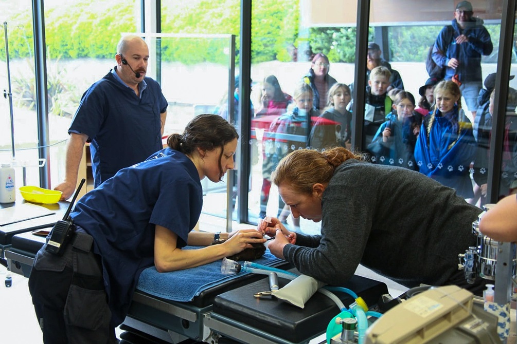 Crowds watched the procedure at The Nest Te Kōhanga.